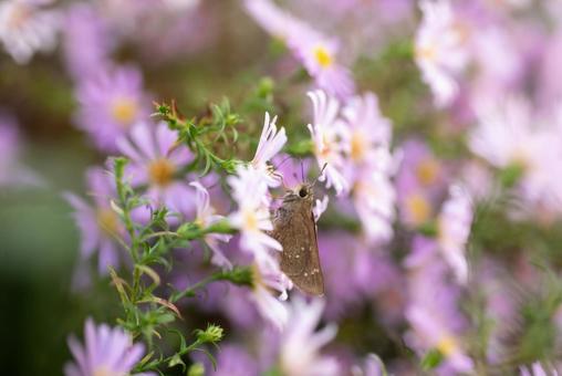 秋の可愛い草花２ 植物,草,秋の写真素材
