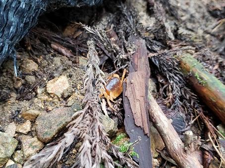 Freshwater Crab, JPG