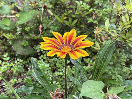 Gazania, JPG Gazania, JPG