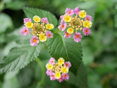 ランタナ(シチヘンゲ) ランタナ(シチヘンゲ)の写真