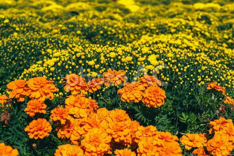 あかぼり小菊の里　小菊　マリーゴールド１ 花,小菊,キク科の写真素材