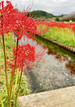 Red Spider Lily, JPG