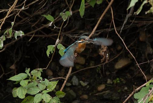 飛翔するカワセミ 鳥,野鳥,カワセミの写真素材