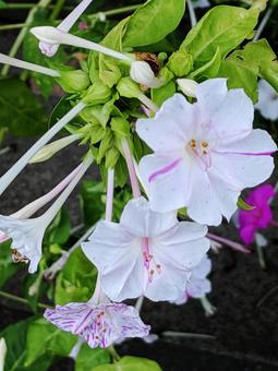 オシロイバナ・白粉花 オシロイバナ・白粉花の写真