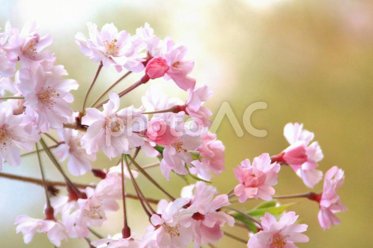 鮮やかで温かみのある桜 桜,さくら,花の写真素材
