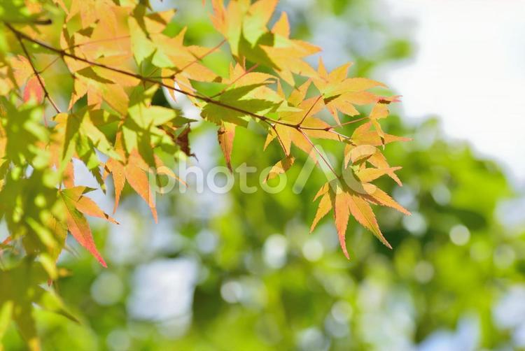 枝先から色づいていくもみじ 色づき,枝先,もみじの写真素材
