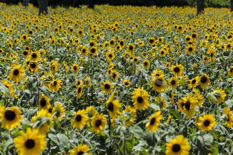 ひまわり畑37（田原市） ひまわり,花,ひまわり畑の写真素材
