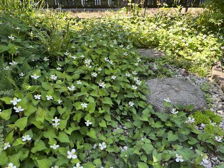 雑草 雑草 雑草,ドクダミ,花の写真素材