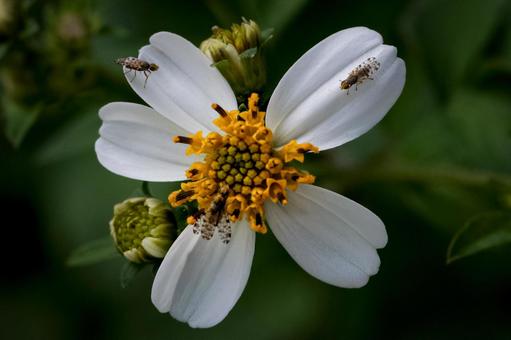 ＜素材＞センダングサケブカミバエ センダングサケブカミバエ,ケバエ,ショウジョウバエの写真素材