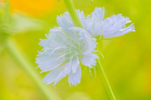 チコリ⑵ チコリ⑵ 花,チコリ,キクニガナの写真素材