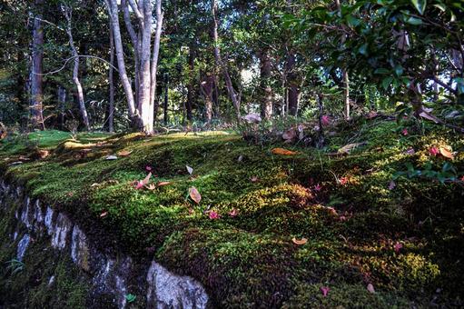 京都にある赤山禅院参道沿いの紅葉 京都,修学院道,紅葉の写真素材