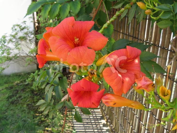 民家の垣根から開花したノウゼンカズラ ノウゼンカズラ,花,植物の写真素材