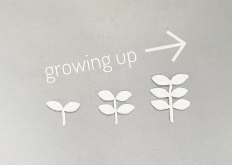 成長、growing、芽(明るめ) 成長、growing、芽(明るめ) 成長,growing,upの写真素材