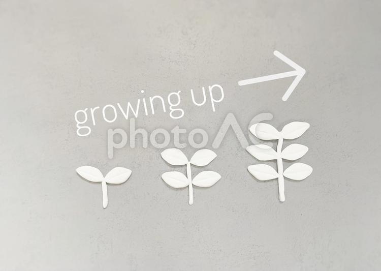 成長、growing、芽（明るめ） 成長,growing,upの写真素材
