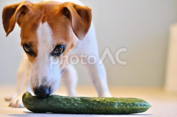 きゅうりと犬 きゅうり,犬の食べ物,ペットの写真素材