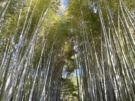 竹林　① 竹,寺院,風景の写真素材
