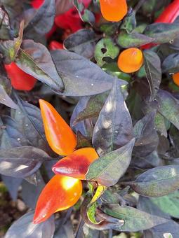 唐辛子　観賞用 唐辛子,観賞用,ガーデンの写真素材