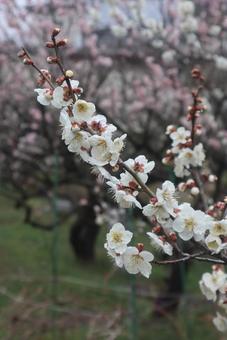 奈良時代から愛されてる 奈良時代から愛されてる 春,梅,花の写真素材