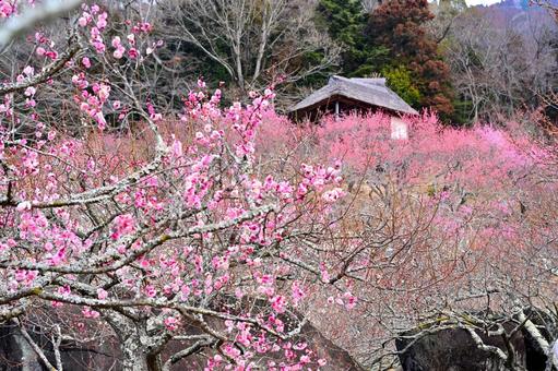 筑波山の梅園の写真