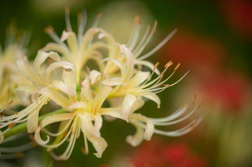 ヒガンバナの写真