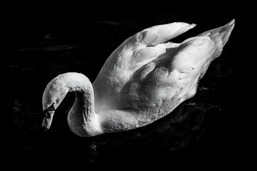 泳ぐ白鳥 泳ぐ白鳥 モノクロ,ダーク,暗黒の写真素材