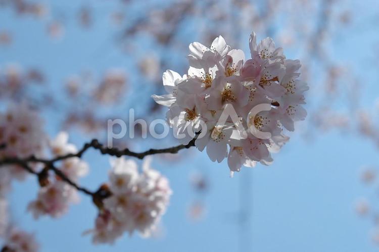 ＜春のイメージ＞桜 桜,花,開花の写真素材