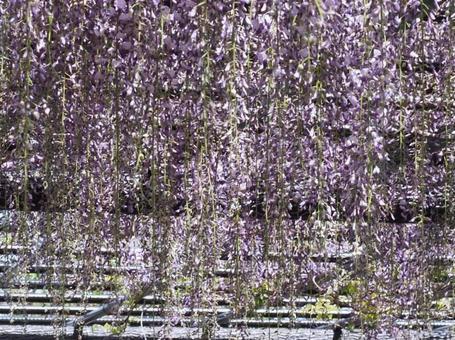 藤棚の藤の花 藤棚の藤の花の写真