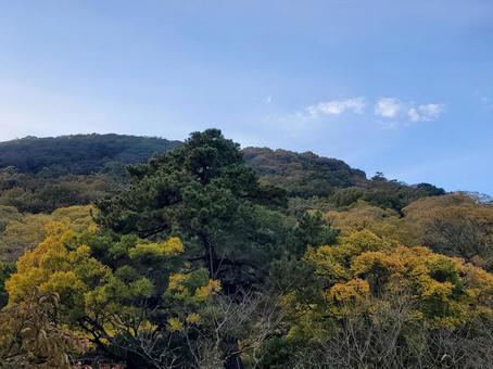 青空と自然 自然,木,秋の写真素材