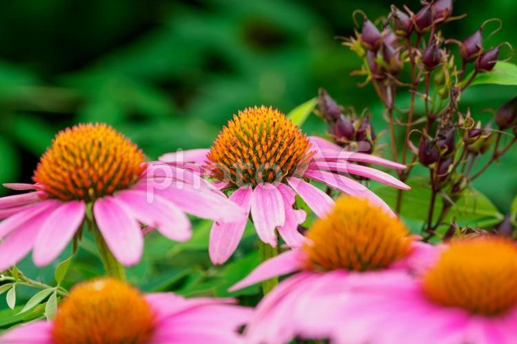エキナセア⑷ 花,エキナセア,ムラサキバレンギクの写真素材