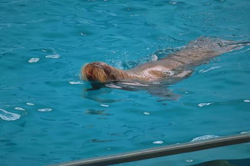 プールを泳ぐセイウチのいる水族館 プールを泳ぐセイウチのいる水族館 プール,泳ぐ,セイウチの写真素材
