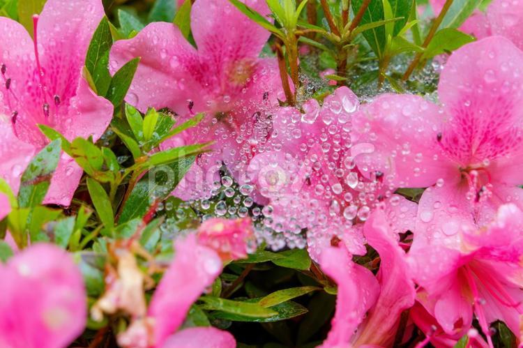 滴を纏うピンクのツツジと蜘蛛の巣 ツツジ,花,花びらの写真素材