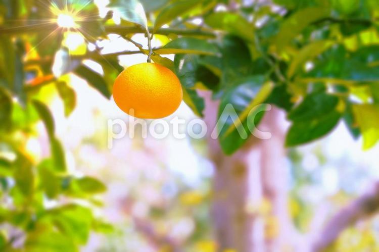 明るく輝く甘夏みかんの実り みかん,甘夏,ミカンの写真素材