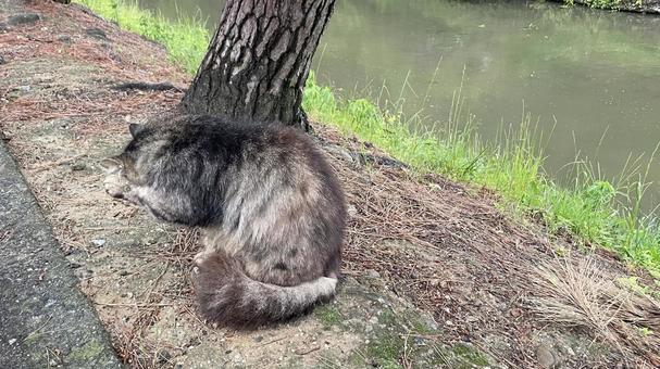 Photo, cat, animal, tiny, 