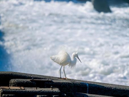 水辺のコサギ 水辺のコサギ コサギ,鳥,野鳥の写真素材