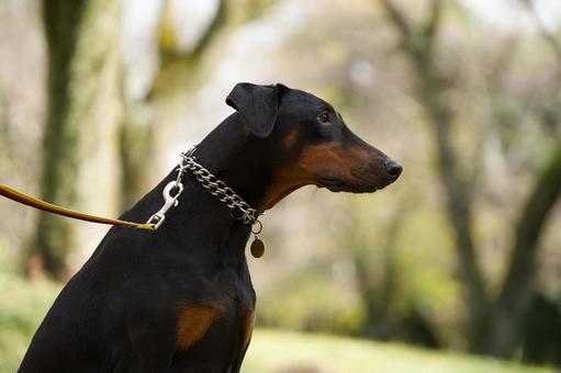 ドーベルマンのポートレート ドーベルマンのポートレート 犬,ドーベルマン,いぬの写真素材