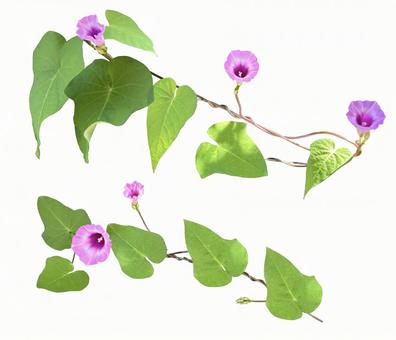 星朝顔の切抜き（PSD背景透過） ホシアサガオ,切り抜き,白背景の写真素材