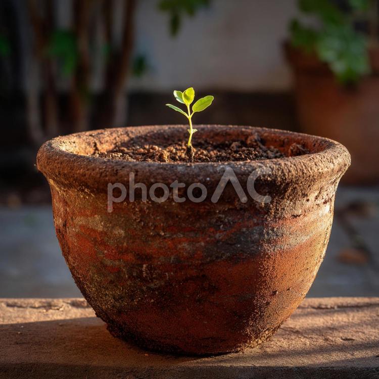 新たな始まりを象徴する小さな植物 新芽,鉢植え,植木鉢の写真素材