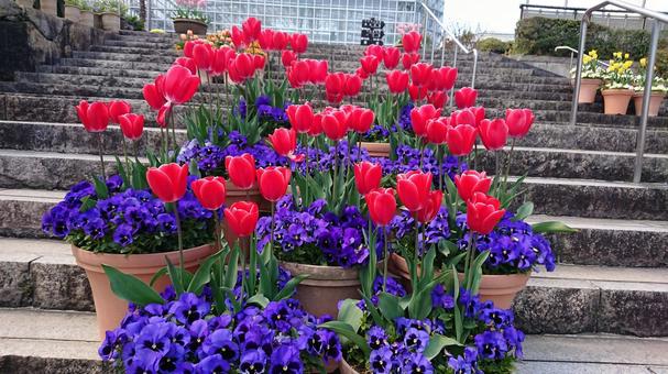 チューリップ チューリップ,花壇,公園の写真素材