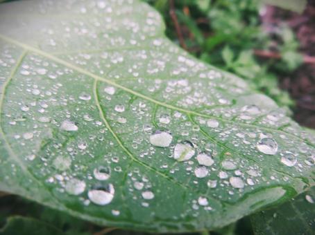 葉っぱの葉脈と雨雫 葉っぱの葉脈と雨雫の写真