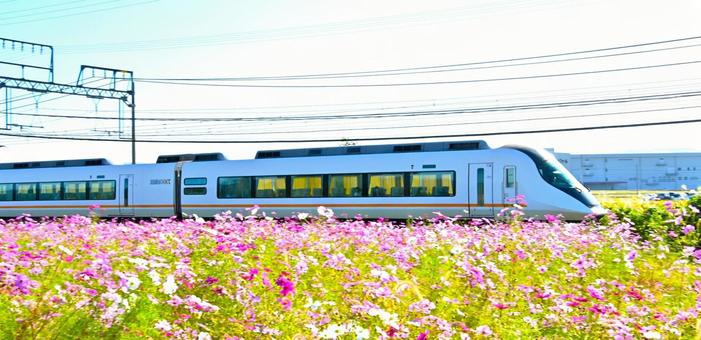 コスモス畑沿線を快走する近鉄特急列車 コスモス畑沿線を快走する近鉄特急列車 近鉄電車,近鉄大阪線,沿線の写真素材