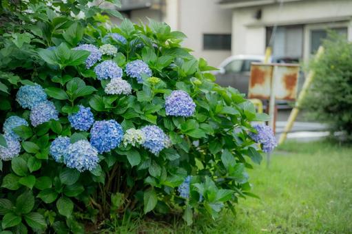 庭の青と白の紫陽花の花 庭の青と白の紫陽花の花の写真