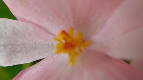 四季咲きベゴニアの花 四季咲きベゴニアの花の写真