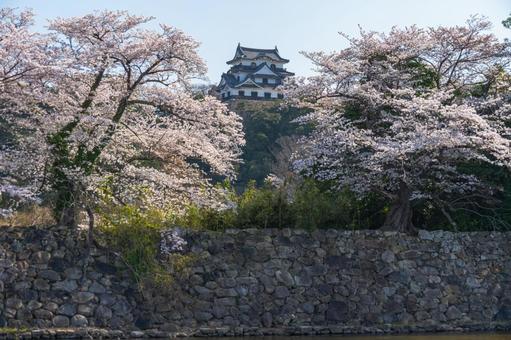 春の彦根城 彦根城,桜,春の写真素材