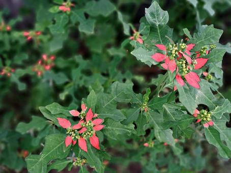 ショウジョウソウ ショウジョウソウ,自然,道端の写真素材