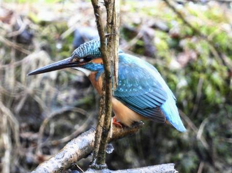枝にとまるカワセミの写真