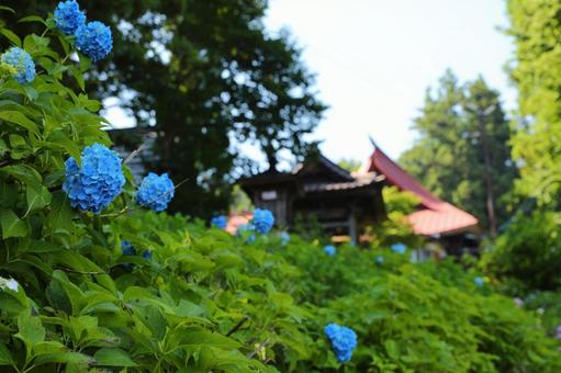 Photo, hydrangea, june, natural, 