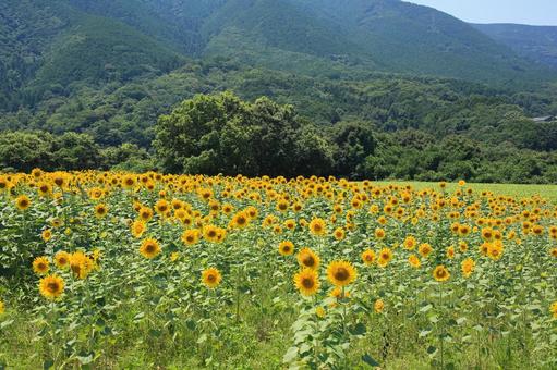 ひまわり畑 ひまわり畑 ひまわり畑,ひまわり,向日葵の写真素材