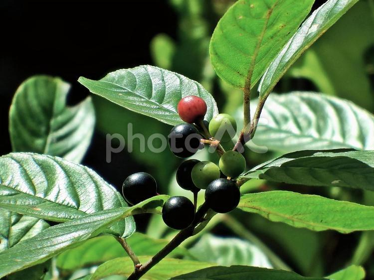 イソノキの果実 イソノキ,実,果実の写真素材