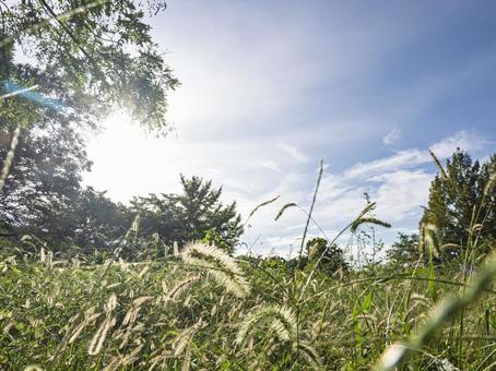 秋陽に揺れる野原の草穂 秋陽に揺れる野原の草穂 秋,野原,草穂の写真素材