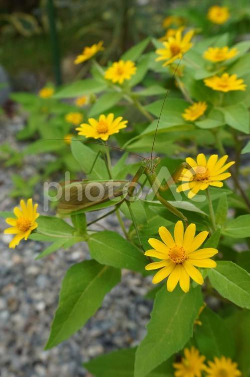 黄色い花とカマキリ　縦長 カマキリ,蟷螂,鎌切の写真素材